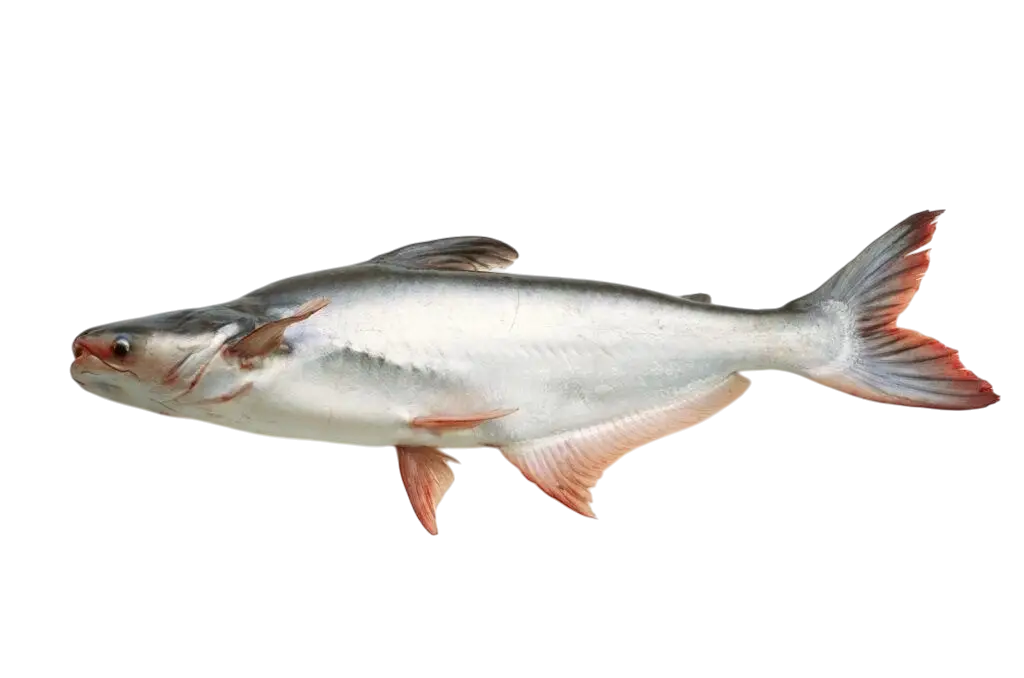 Pangasius