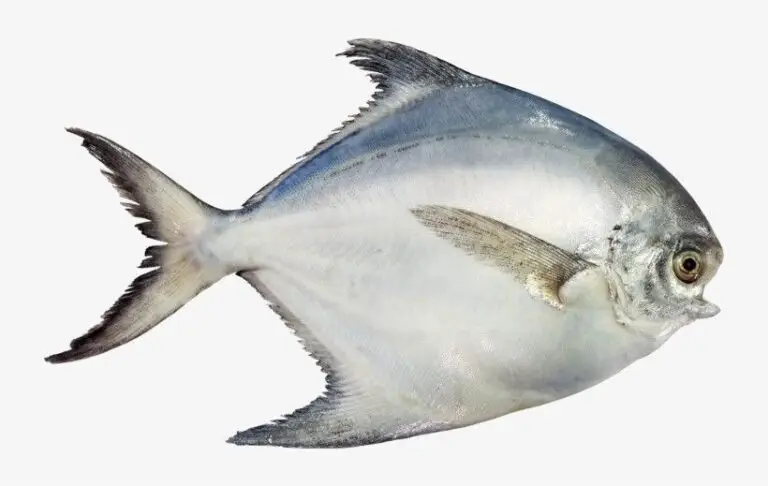 Pomfret