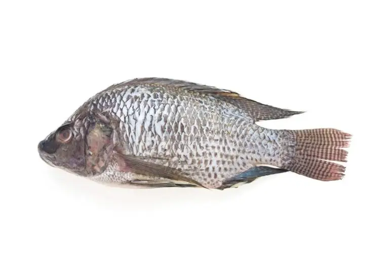 Tilapia Noir