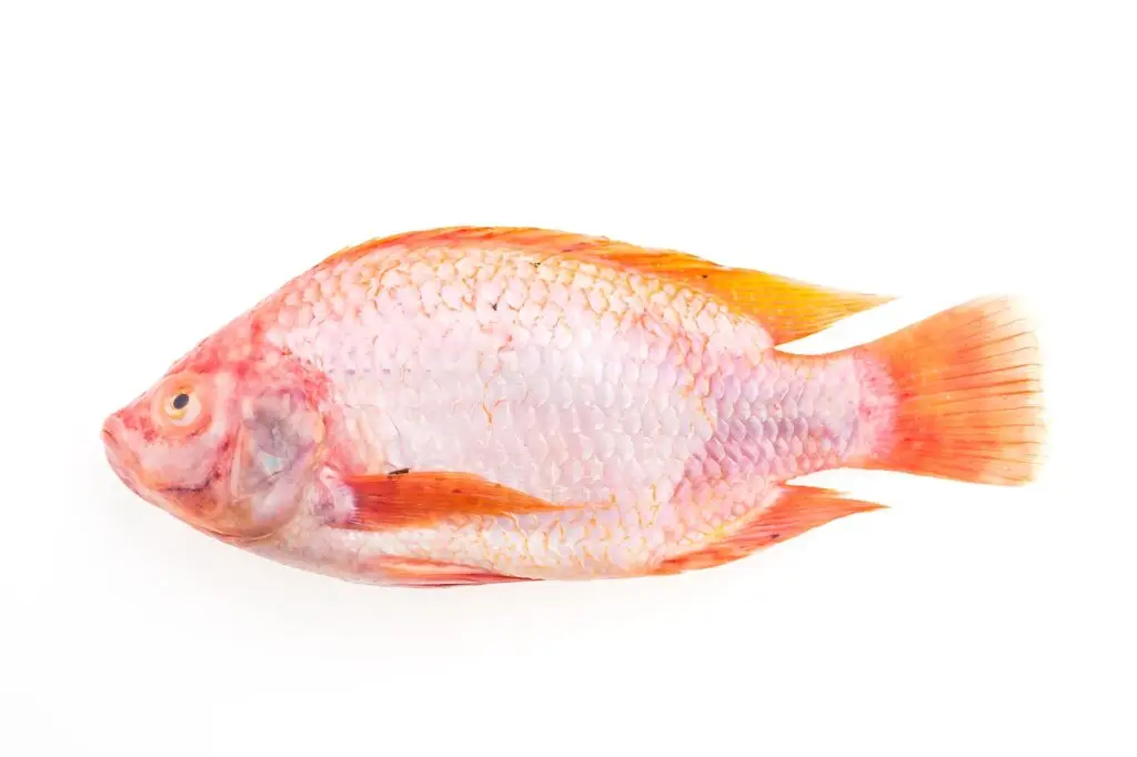 Tilapia Rouge